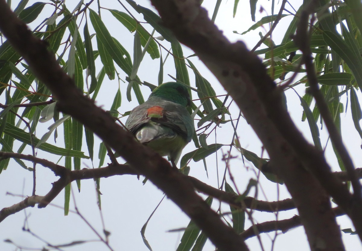 Red-rumped Parrot - ML616711215