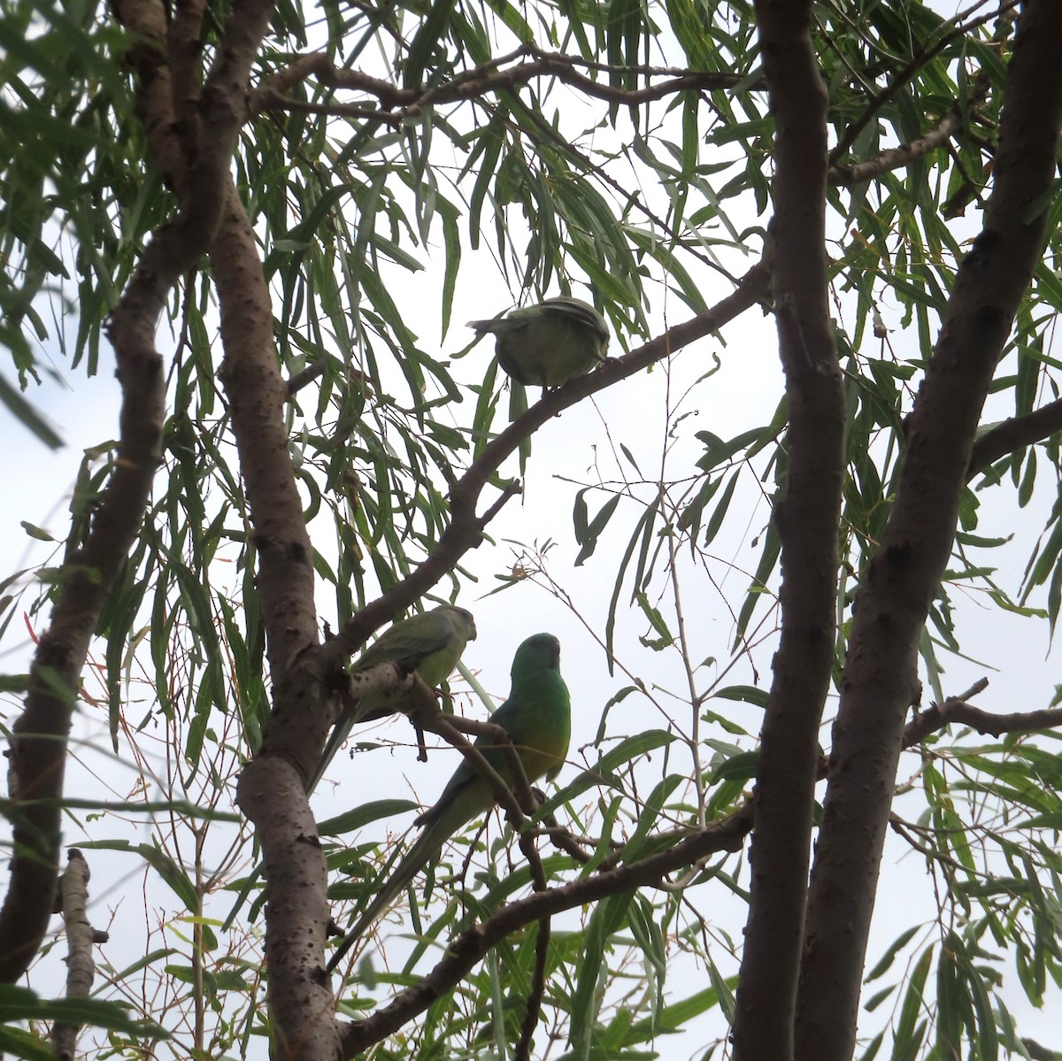 Red-rumped Parrot - ML616711219