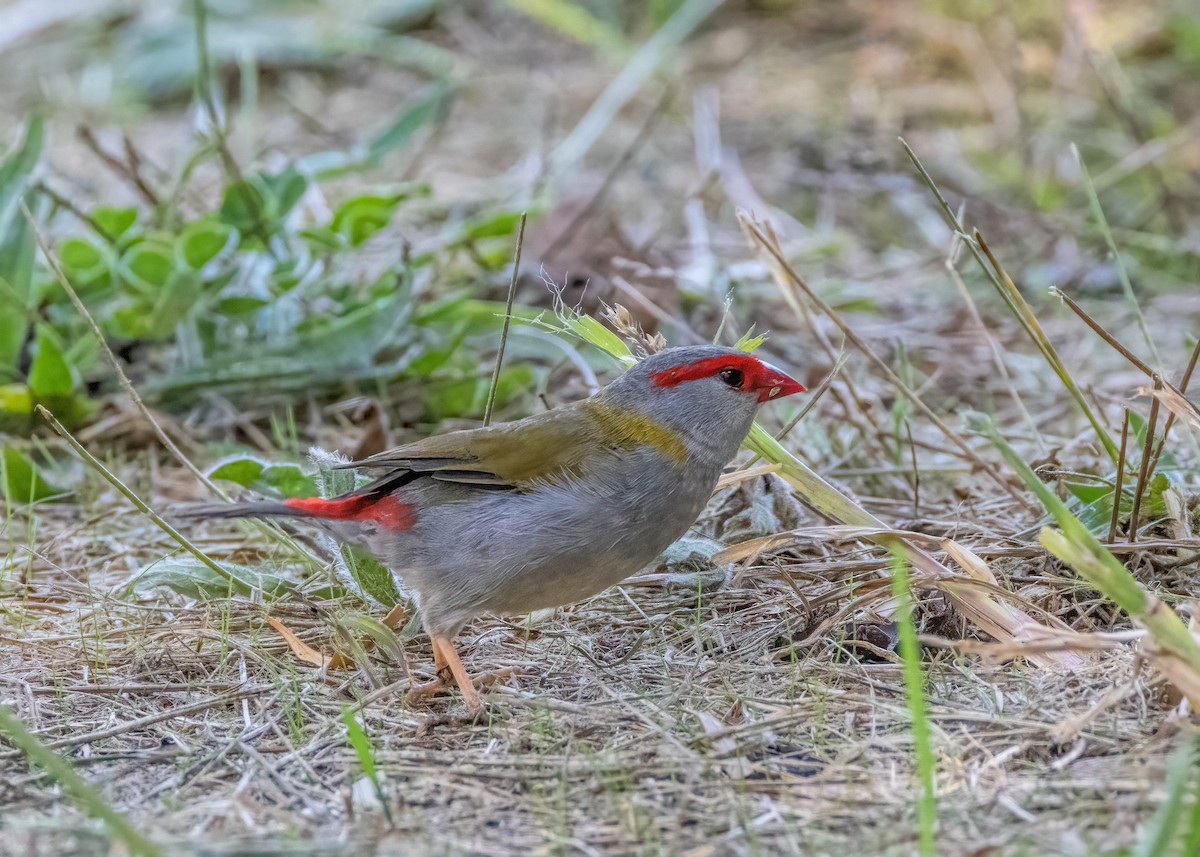 Red-browed Firetail - ML616711238