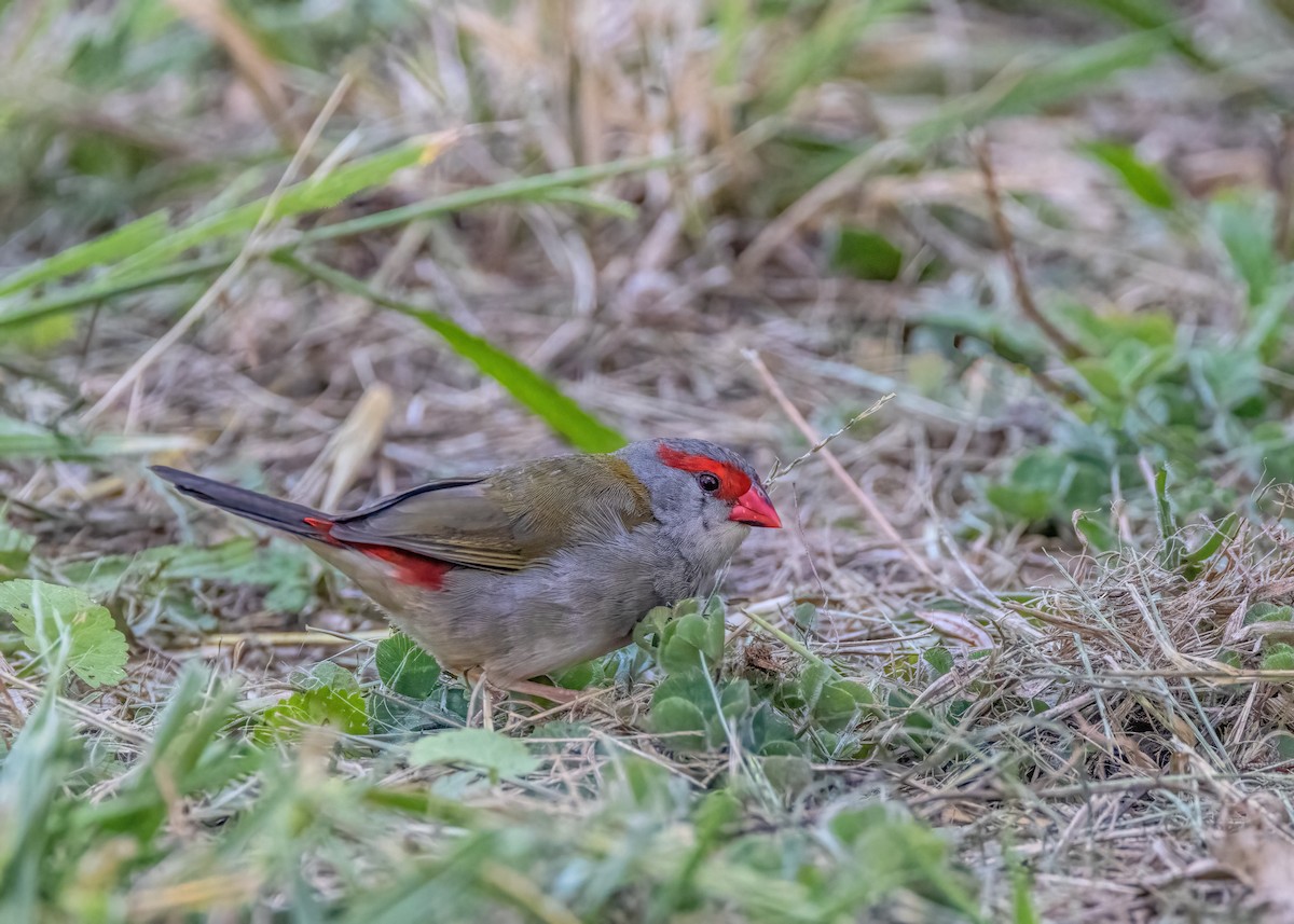 Red-browed Firetail - ML616711239