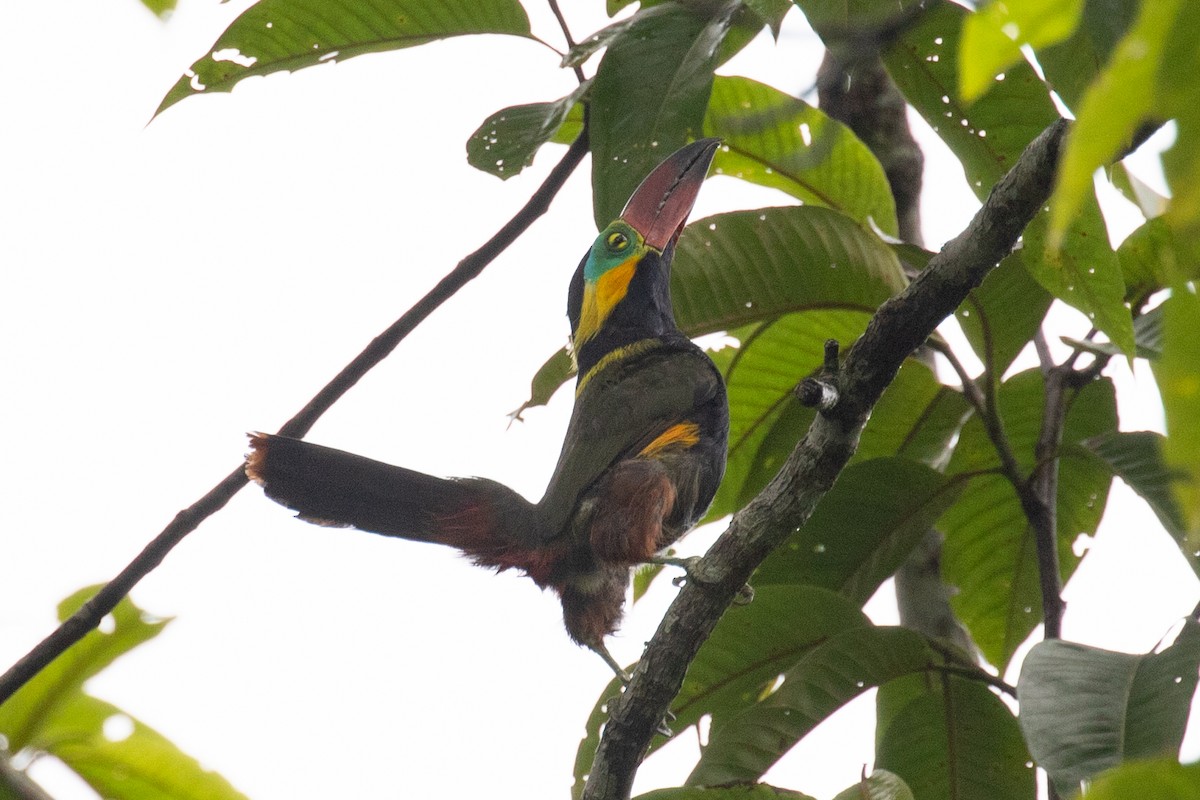 Golden-collared Toucanet (Red-billed) - ML616711373