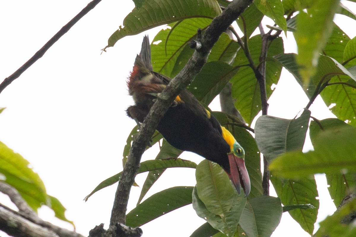 Golden-collared Toucanet (Red-billed) - ML616711374