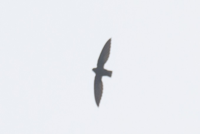 Short-tailed Swift (Short-tailed) - ML616711419