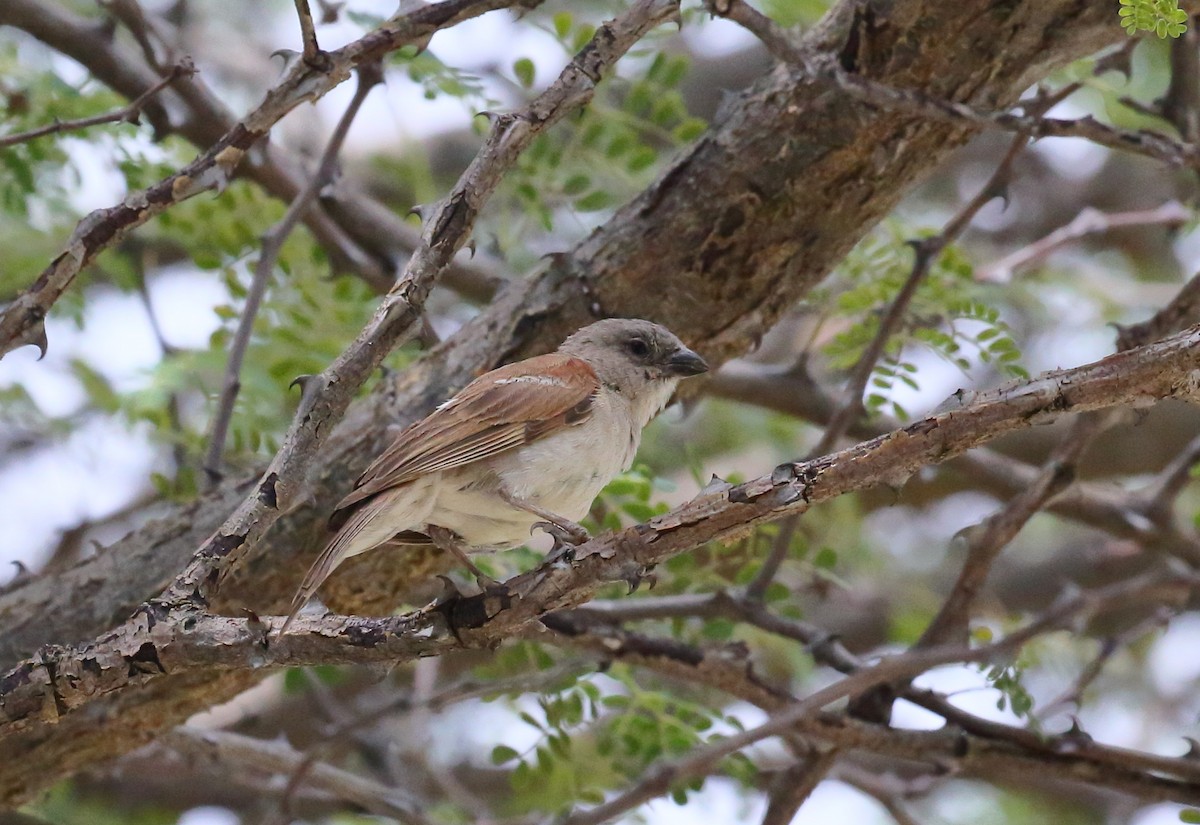 Southern Gray-headed Sparrow - Yannick FRANCOIS
