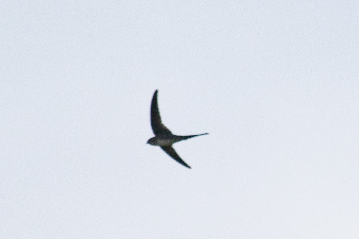 Fork-tailed Palm Swift - ML616711520