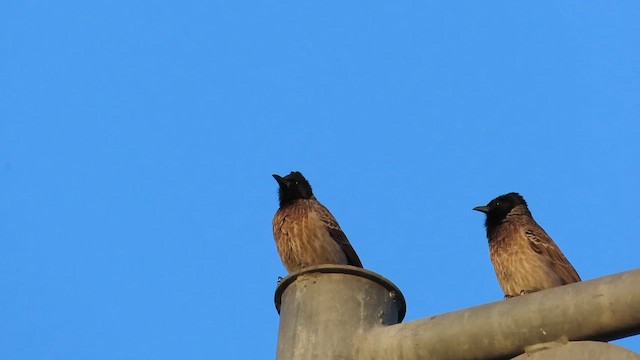 Red-vented Bulbul - ML616711545