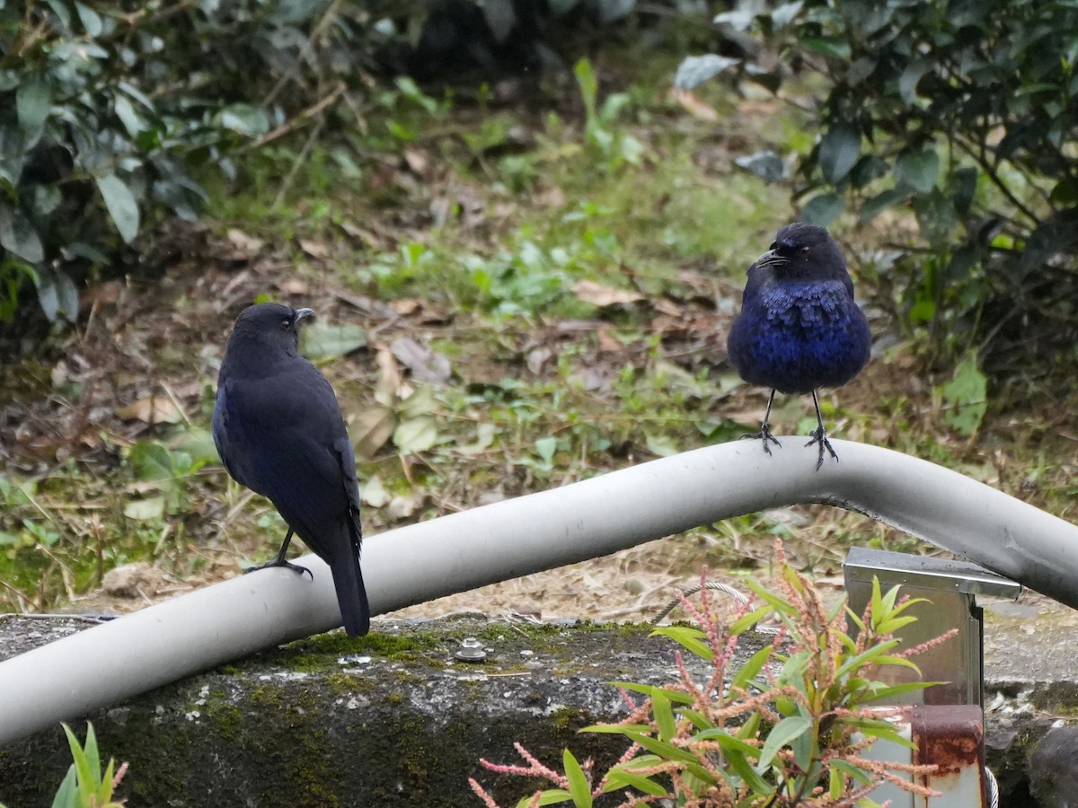Тайваньская синяя птица - ML616711558