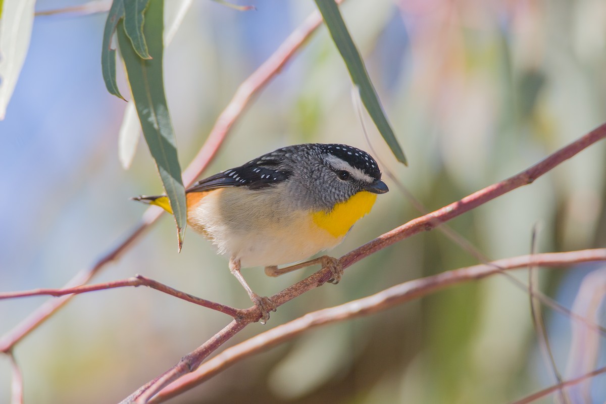 Spotted Pardalote - ML616711692