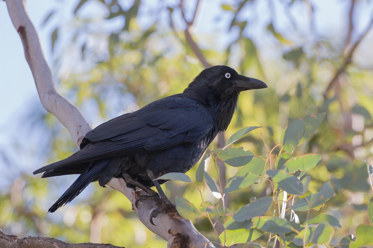 Australian Raven - ML616711693