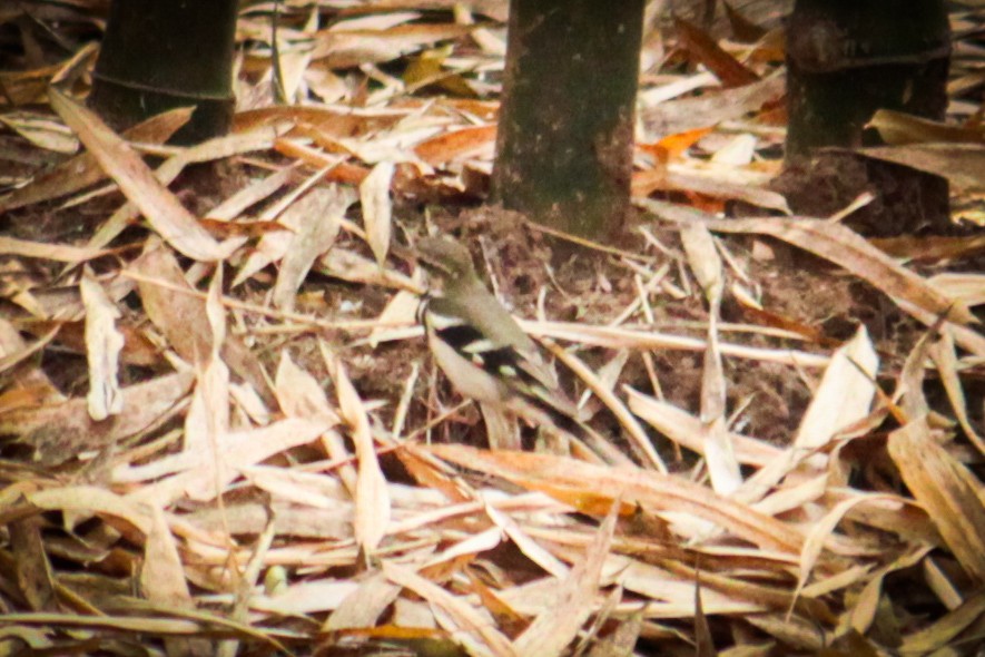 Forest Wagtail - ML616711886