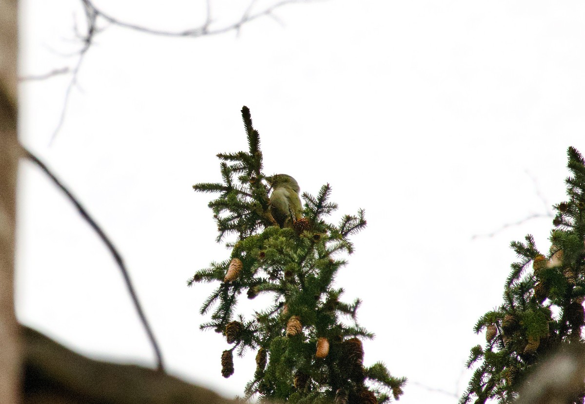 Gray-headed Woodpecker - ML616711909