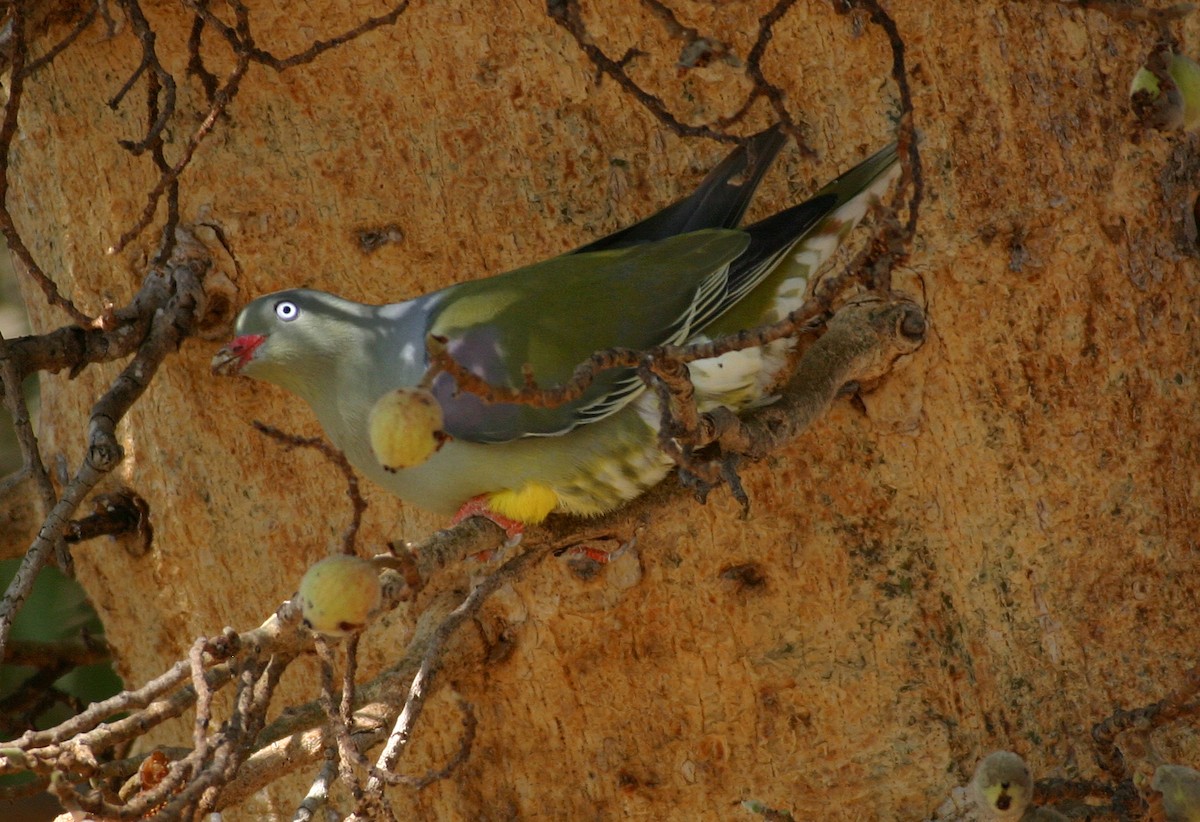 African Green-Pigeon - ML616712131