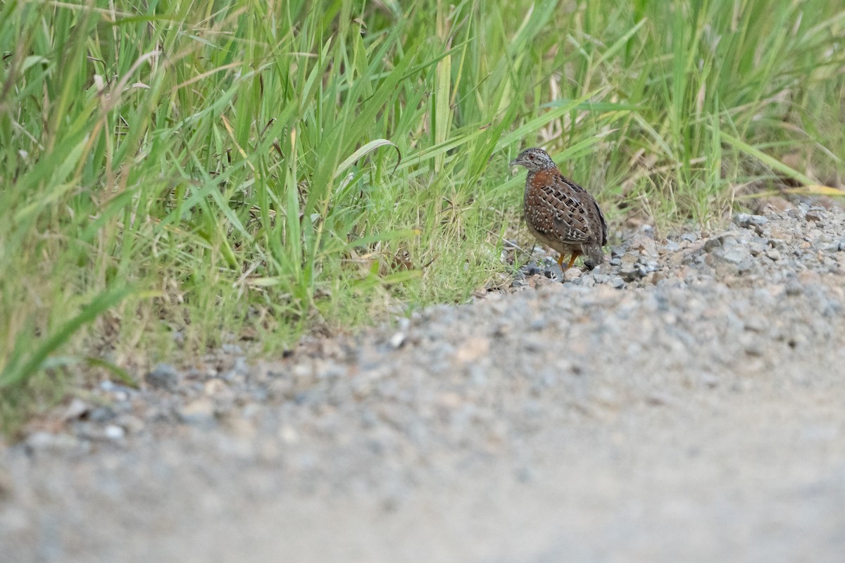 Painted Buttonquail - ML616712166