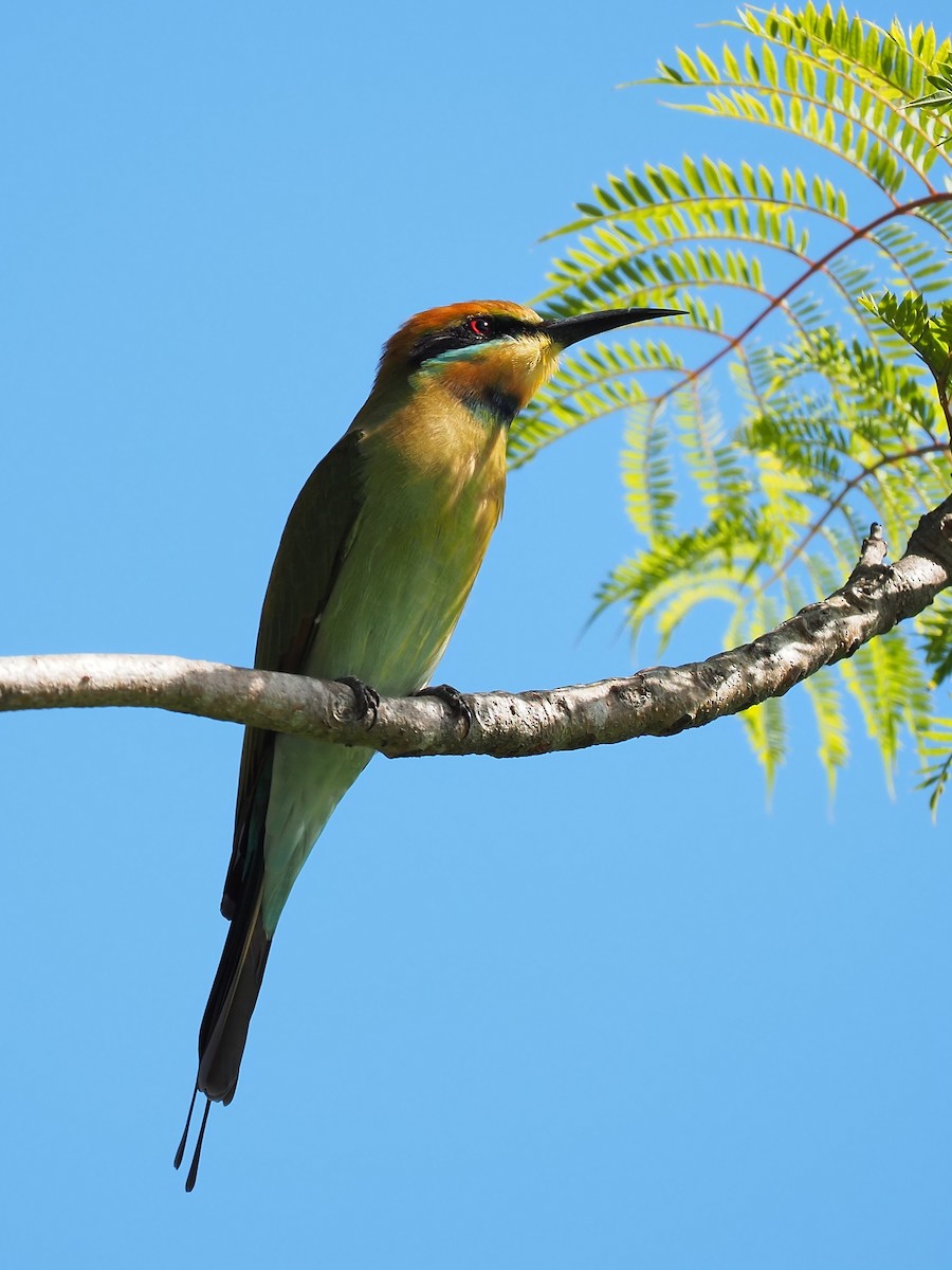 Rainbow Bee-eater - ML616712168