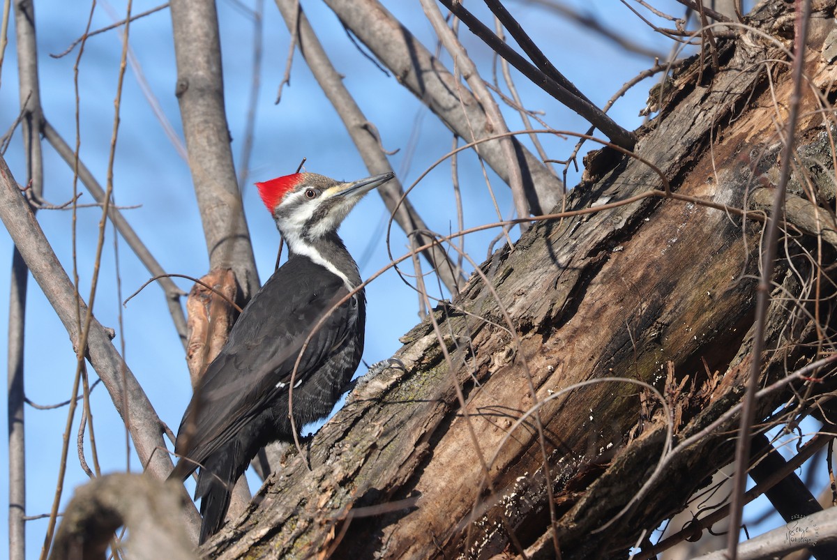 Pileated Woodpecker - ML616712258