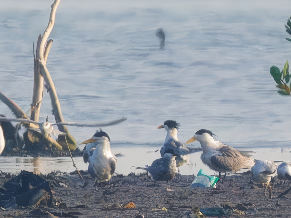 Great Crested Tern - ML616712422