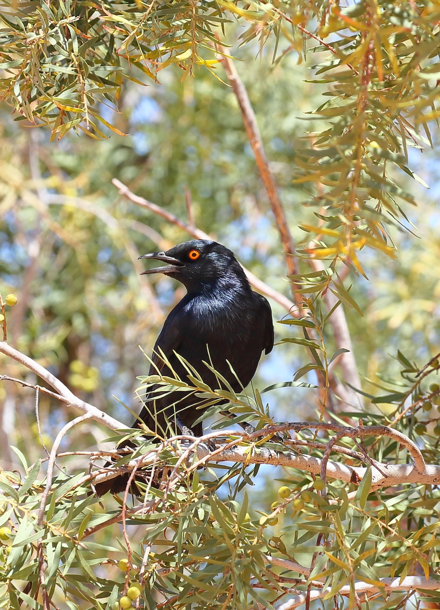Pale-winged Starling - ML616712423