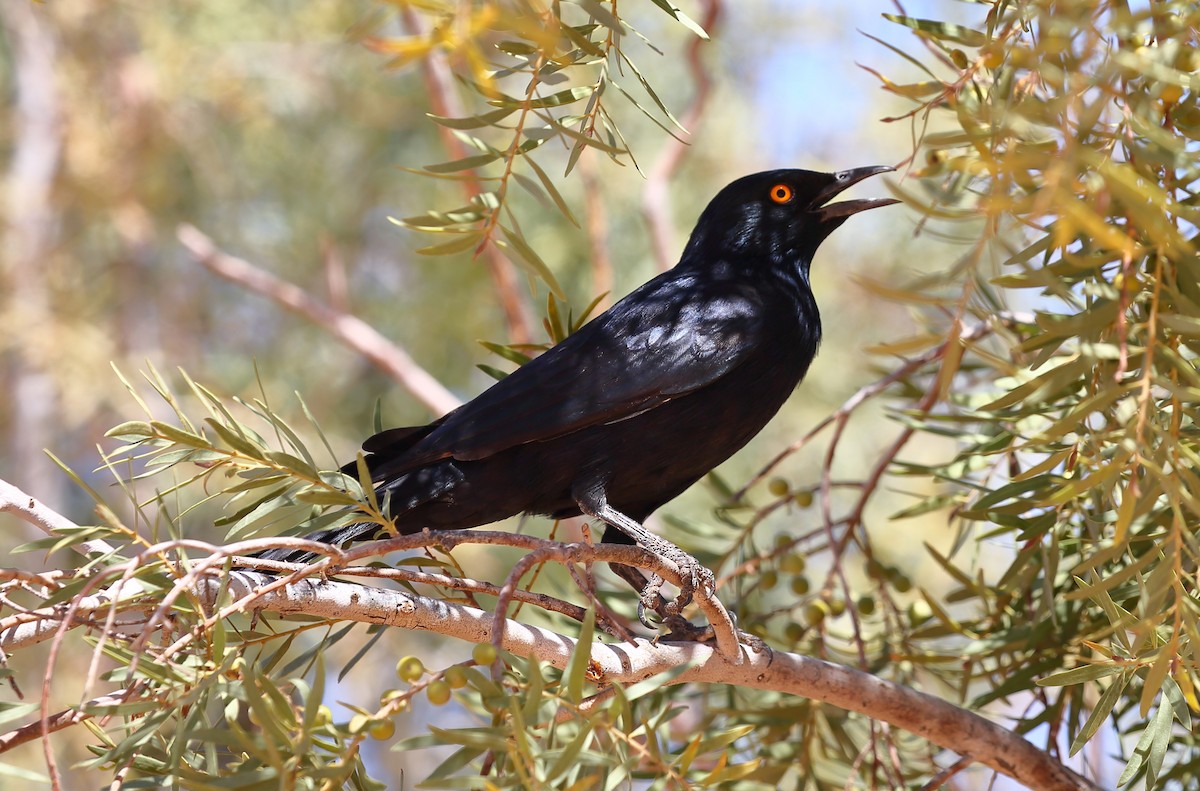 Pale-winged Starling - ML616712430