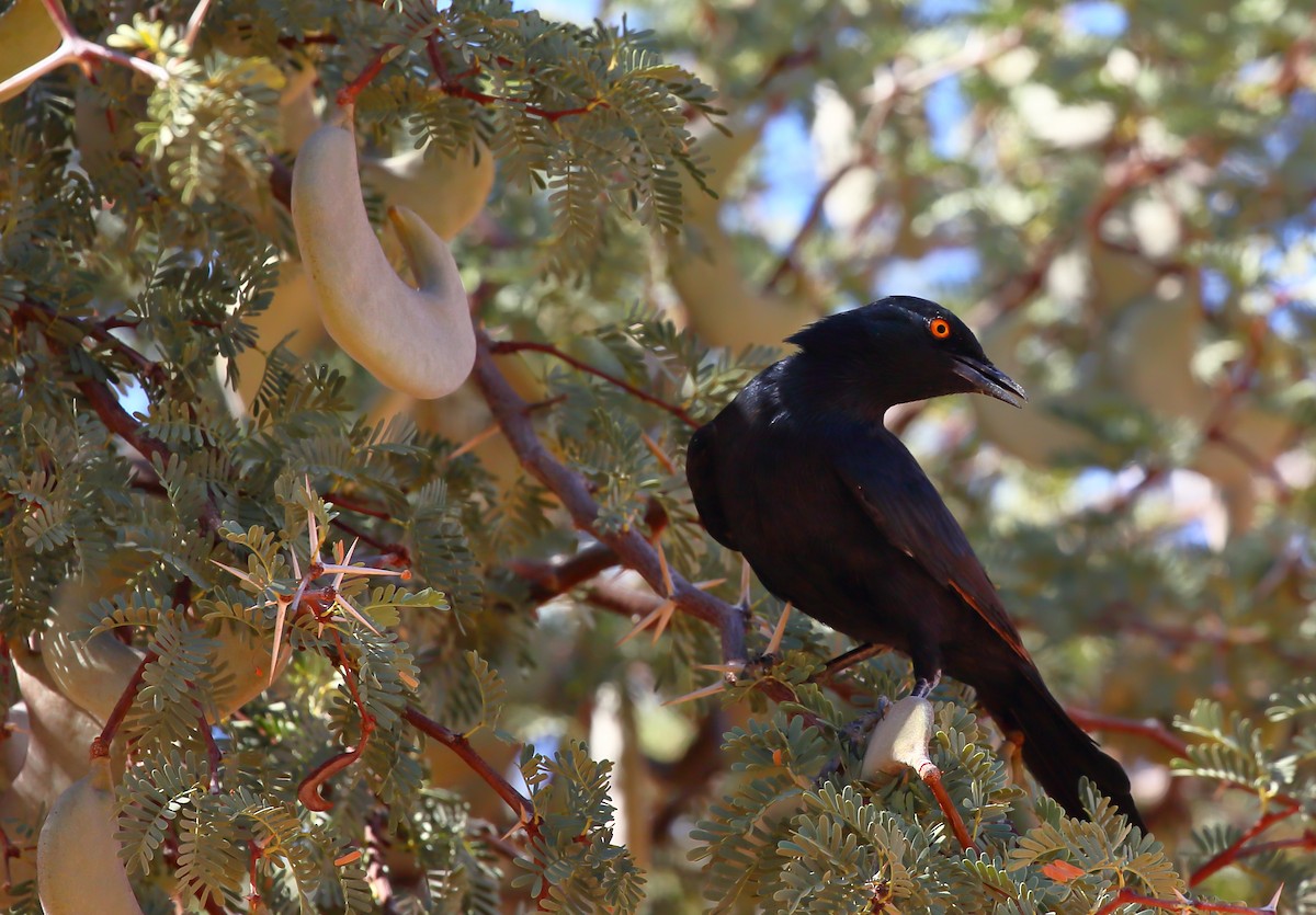 Pale-winged Starling - ML616712443
