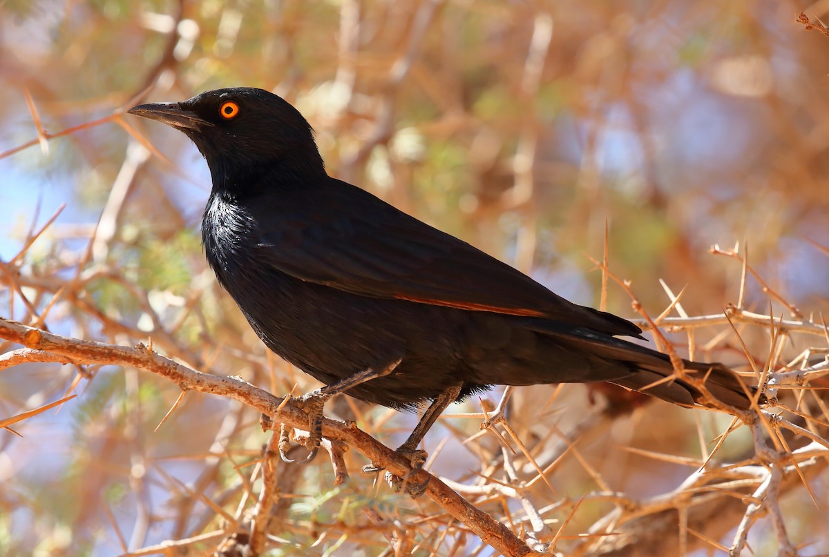 Pale-winged Starling - ML616712455