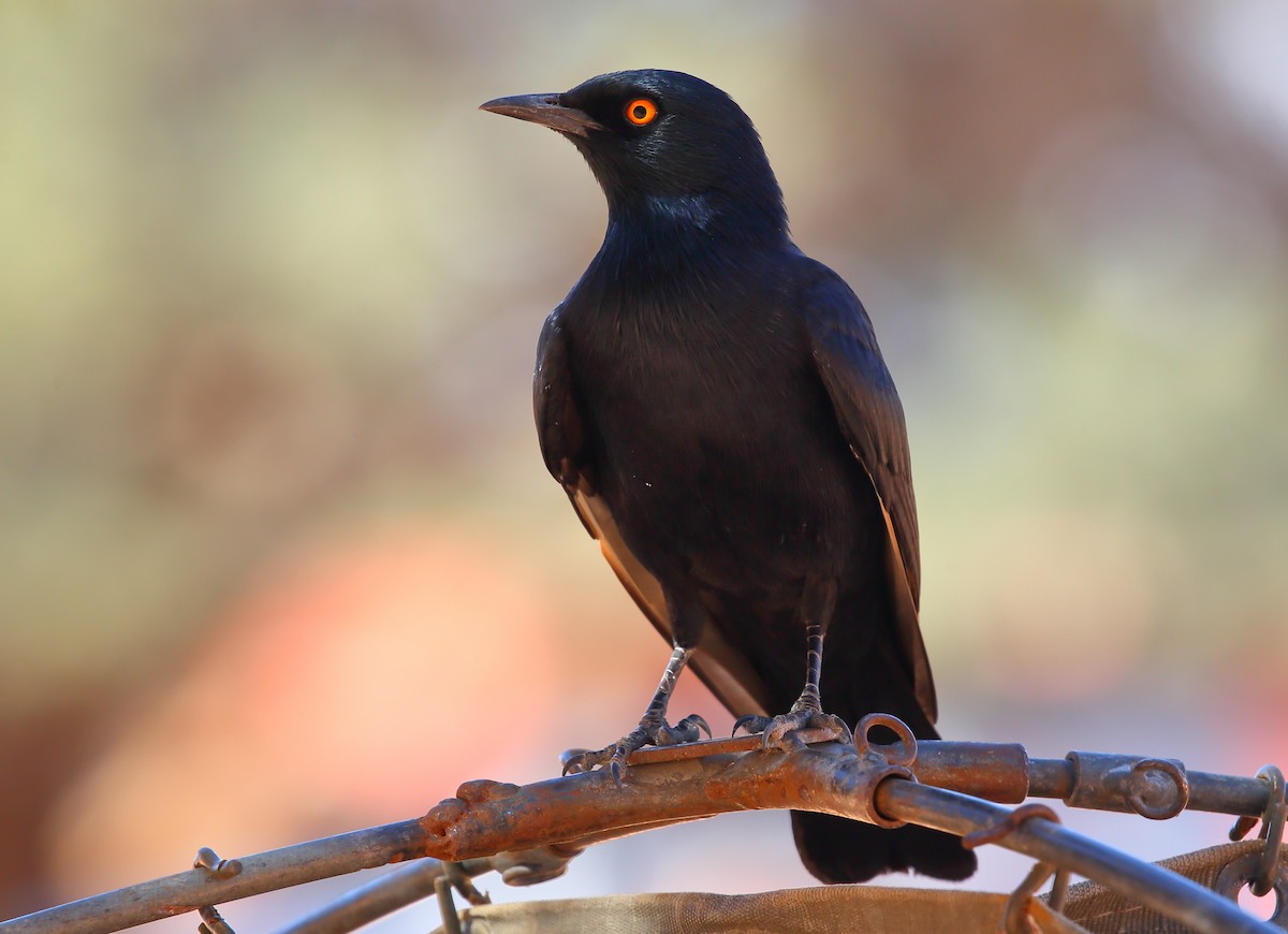 Pale-winged Starling - ML616712465