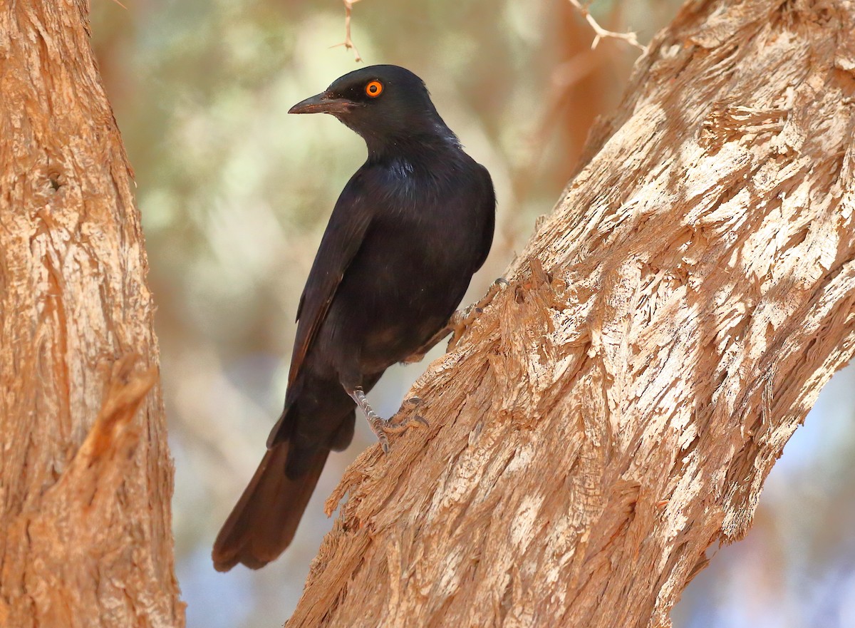 Pale-winged Starling - ML616712472