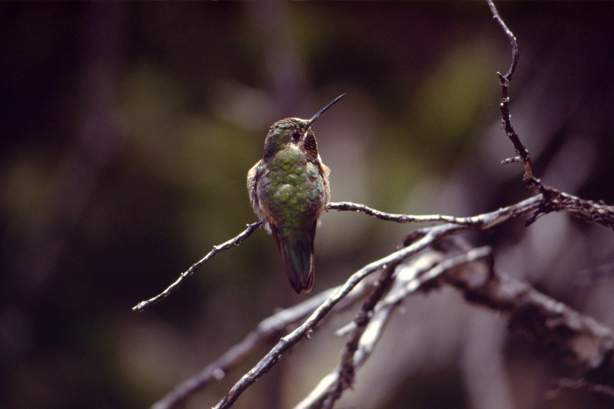 Calliope Hummingbird - ML616712498