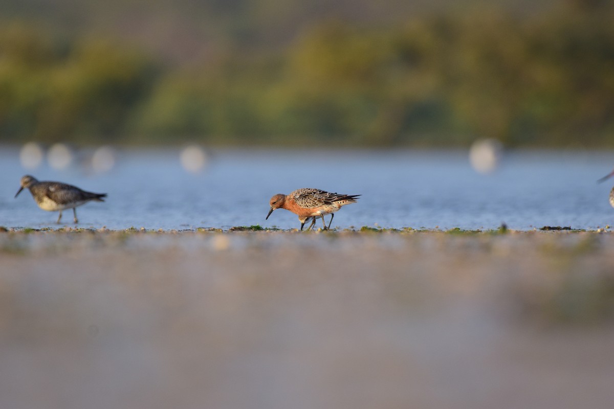Red Knot - ML616712535