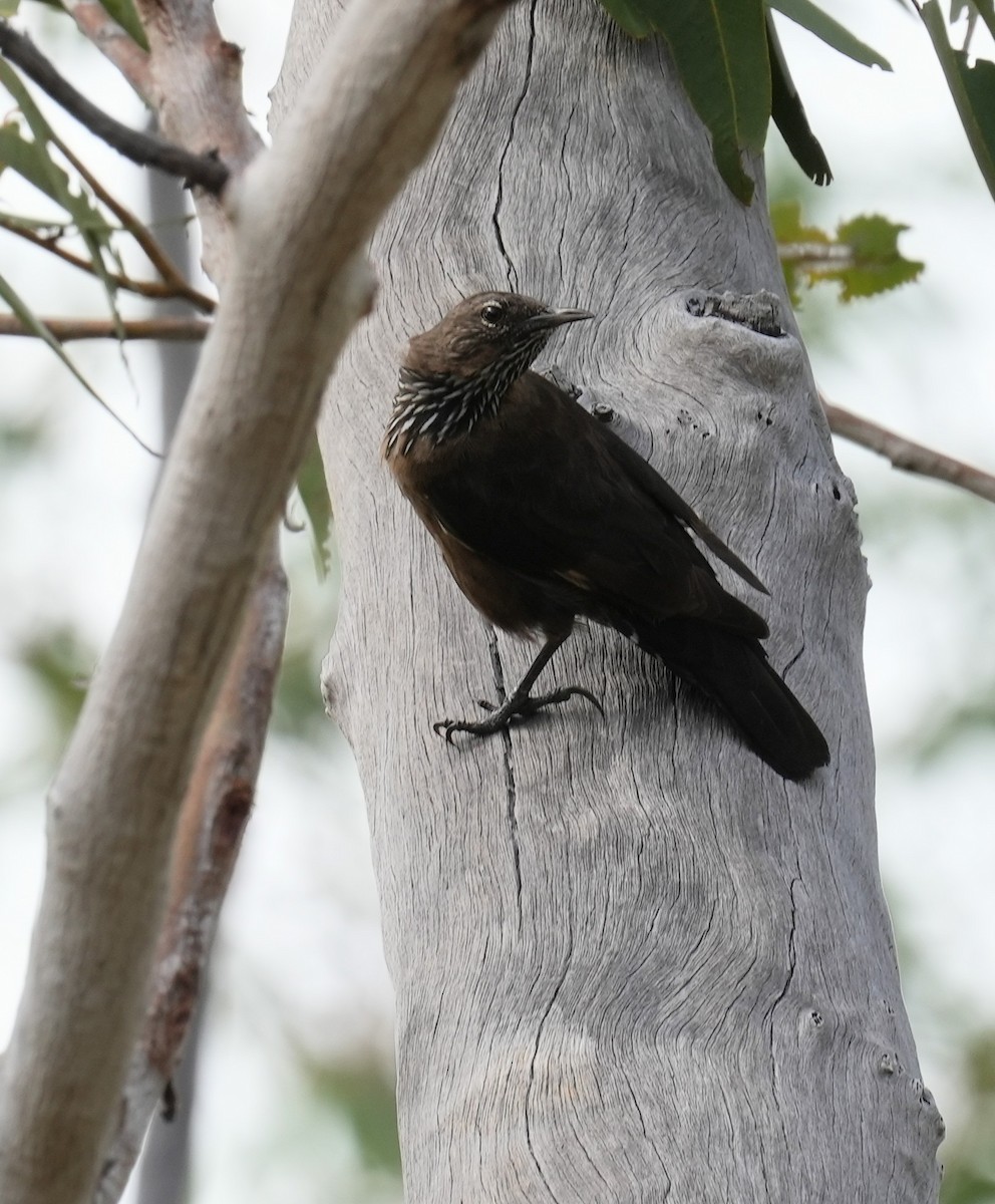 Black-tailed Treecreeper - Samantha Duffy