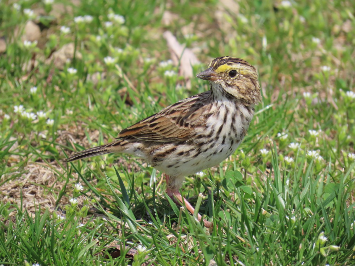 Savannah Sparrow - ML616712663