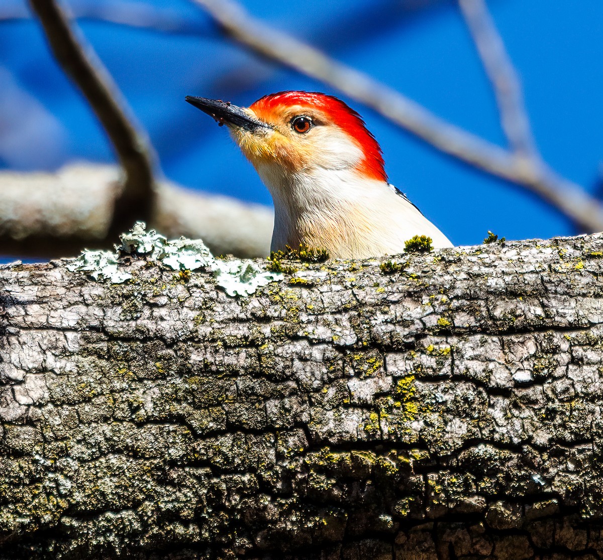 Red-bellied Woodpecker - ML616712670