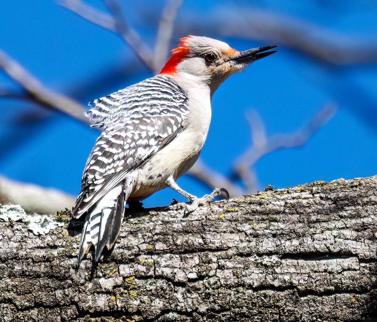 Red-bellied Woodpecker - ML616712671
