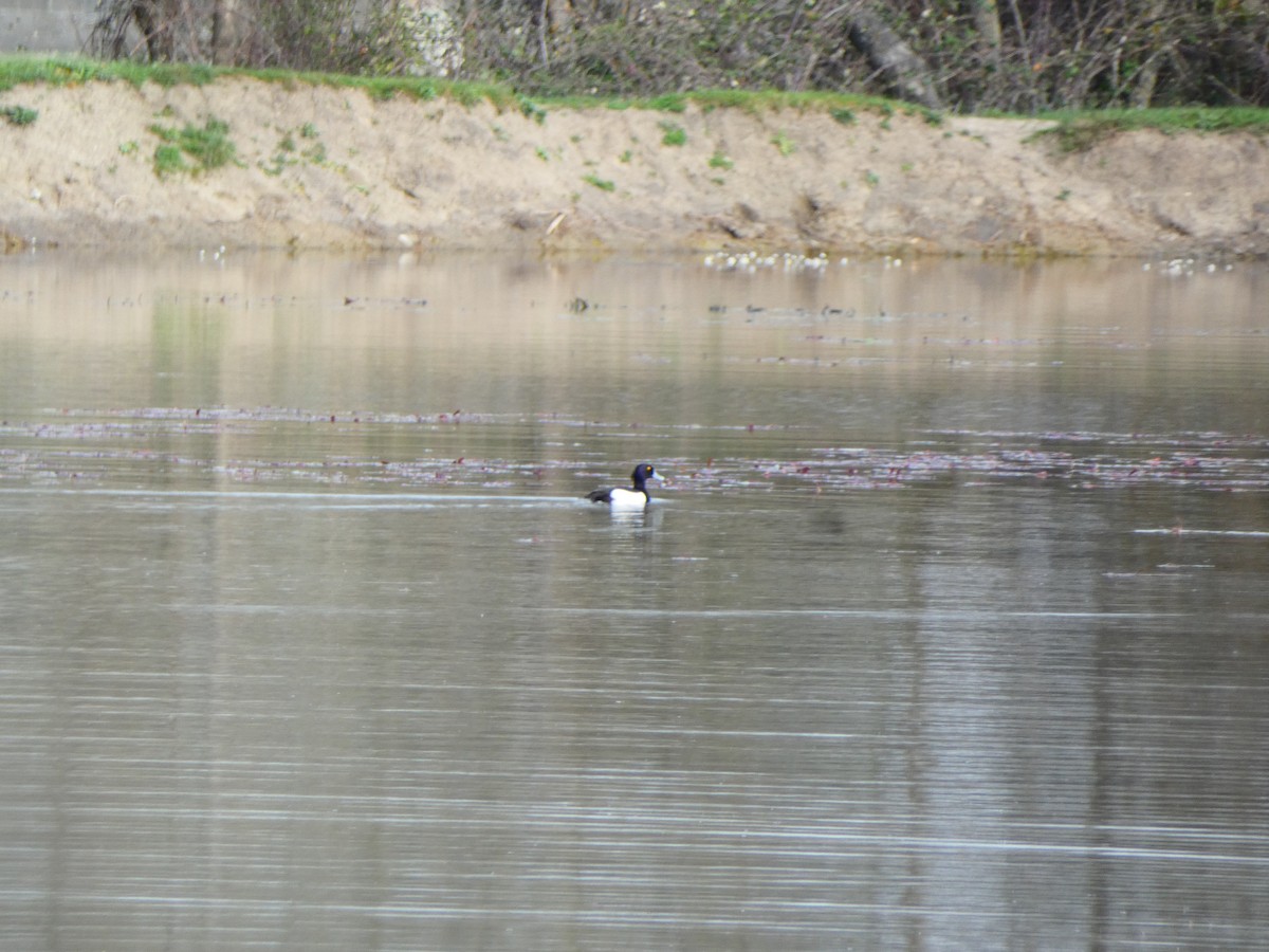 Tufted Duck - ML616712808