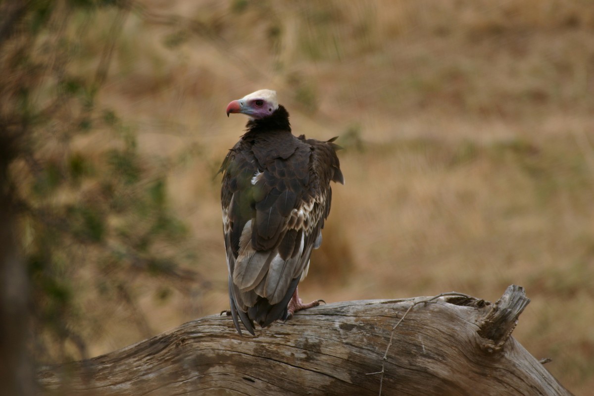 White-headed Vulture - ML616712835