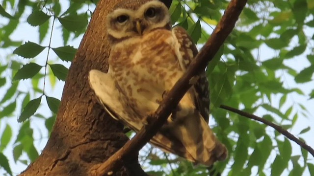 Spotted Owlet - ML616712889