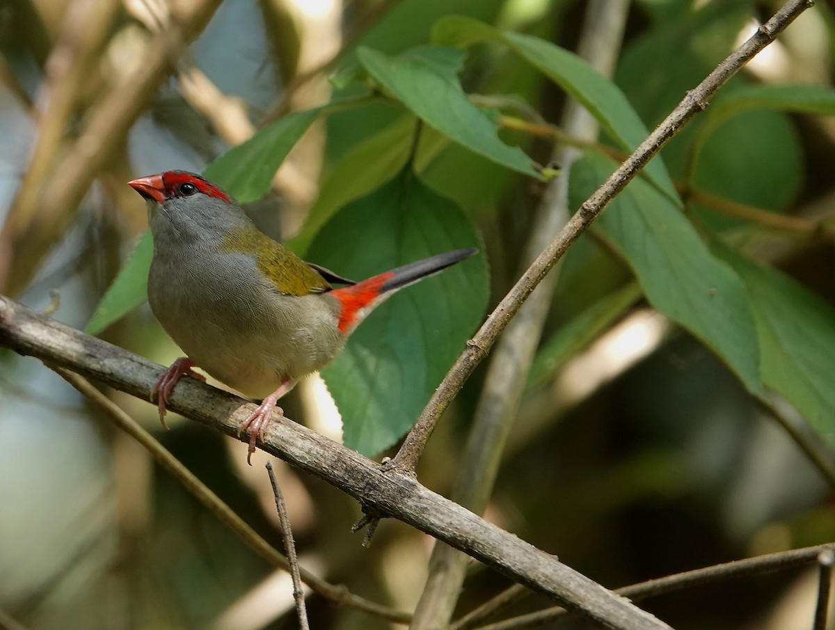 Red-browed Firetail - ML616712894
