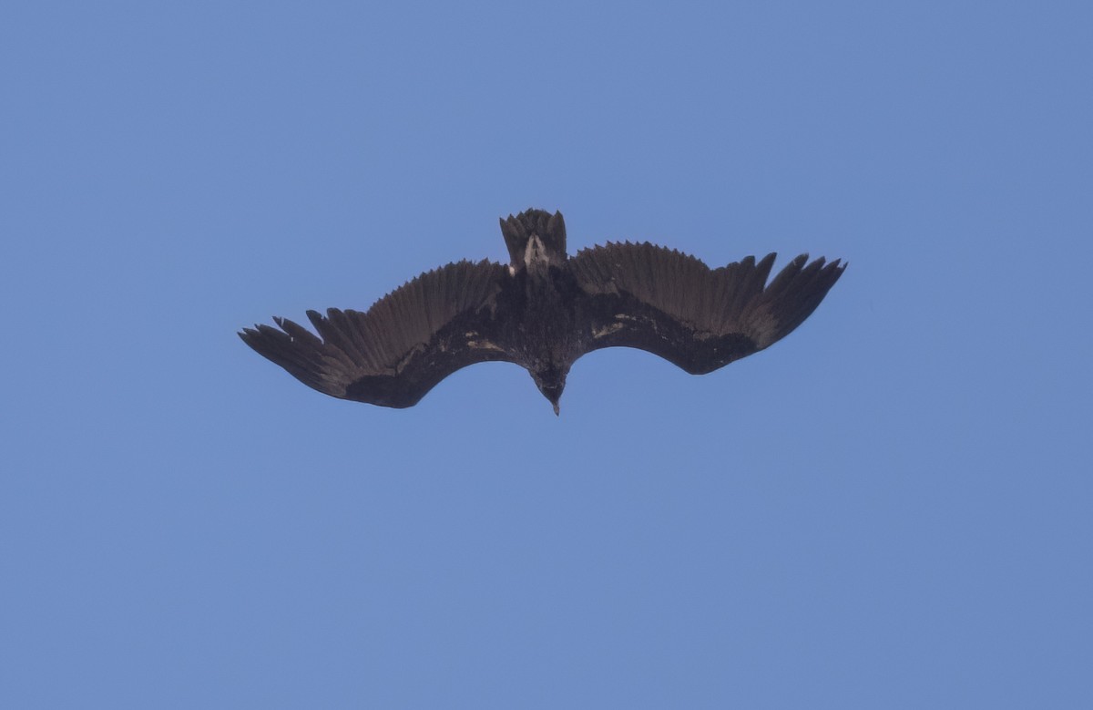 Cinereous Vulture - ML616712909