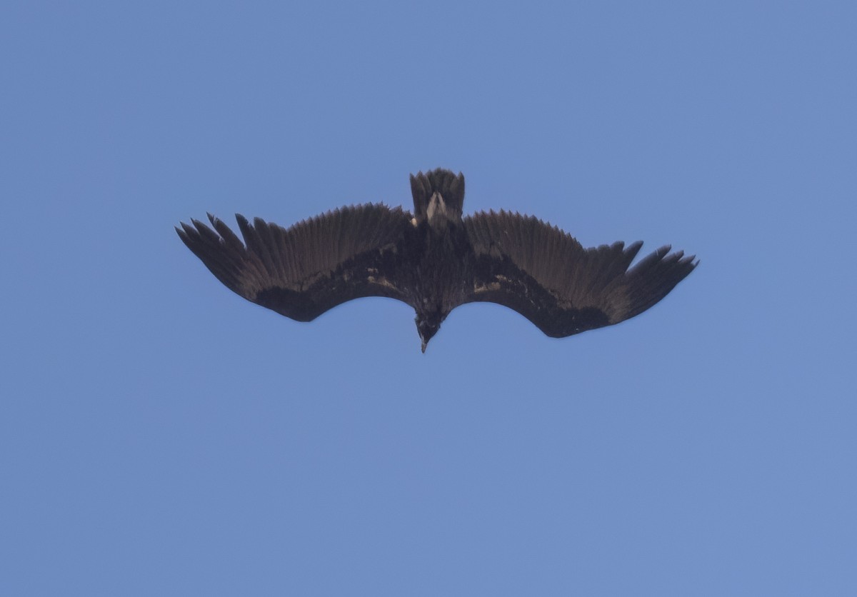 Cinereous Vulture - ML616712910