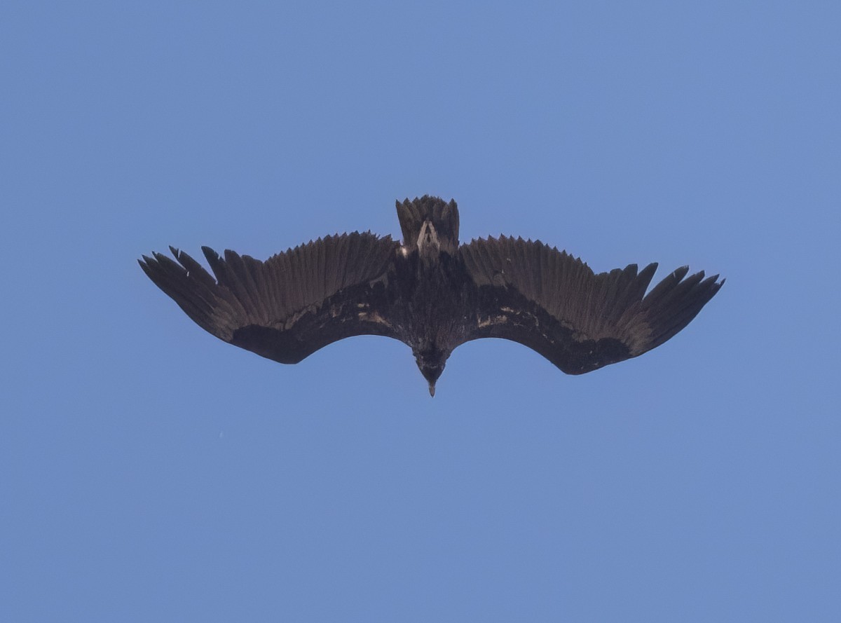 Cinereous Vulture - ML616712911