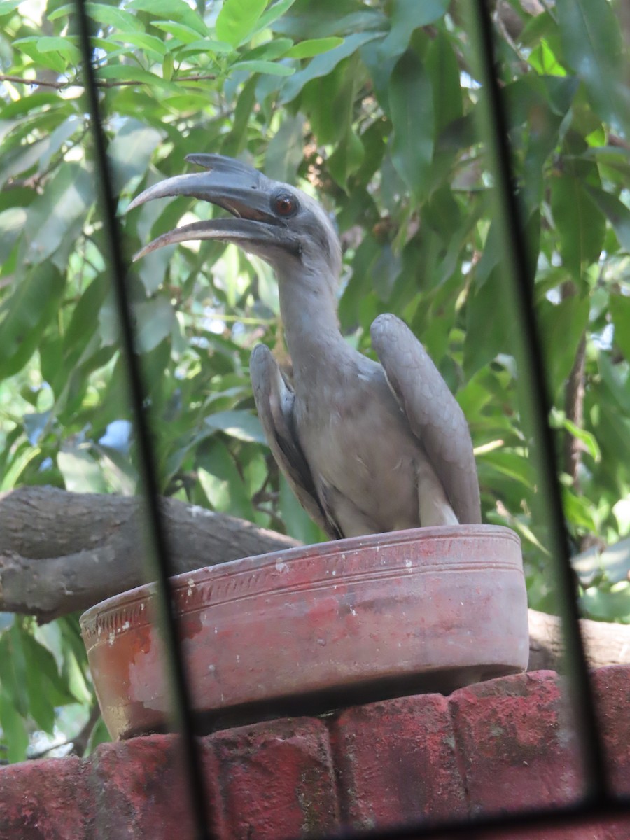 Indian Gray Hornbill - ML616713267