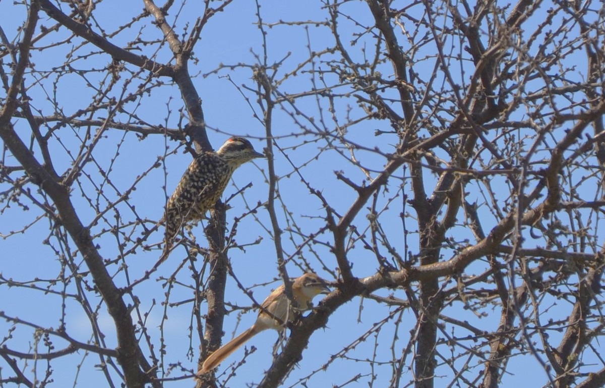 Checkered Woodpecker - ML616713406