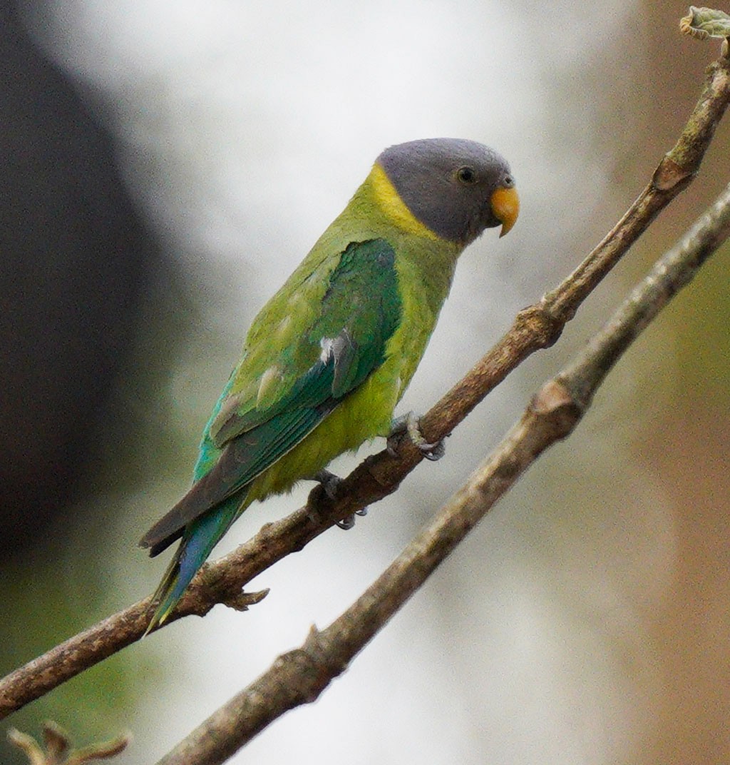 Plum-headed Parakeet - Gaurav Parekh
