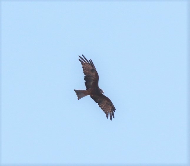Square-tailed Kite - ML616713511