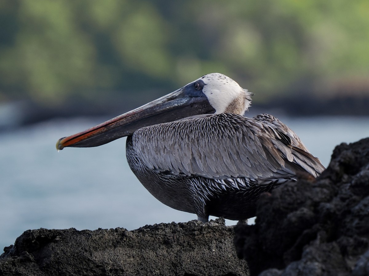 Brown Pelican (Galapagos) - ML616713512