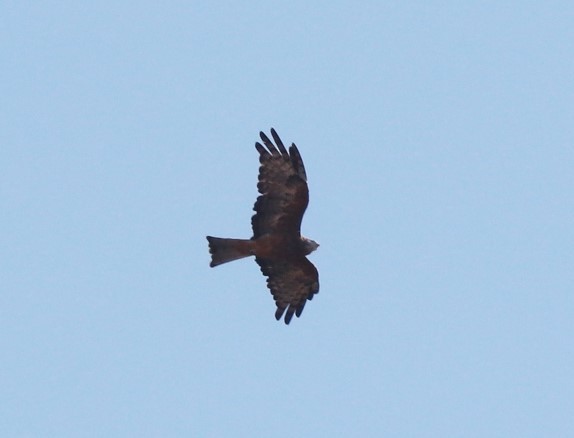 Square-tailed Kite - ML616713520