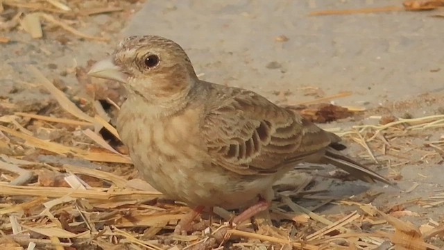 Ashy-crowned Sparrow-Lark - ML616713547