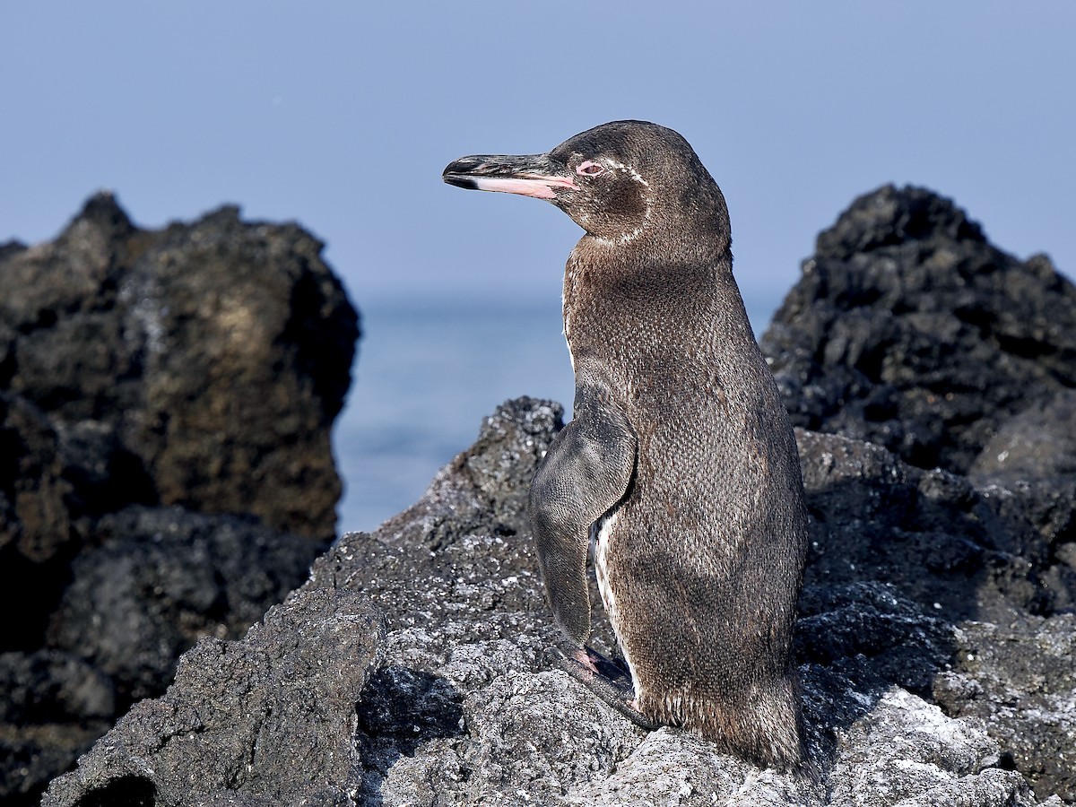 Galapagos Penguin - ML616713576