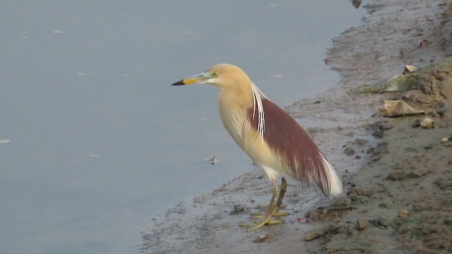 Indian Pond-Heron - ML616713674