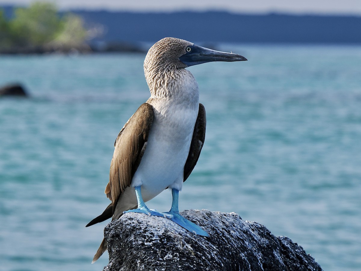 Blue-footed Booby - ML616713675