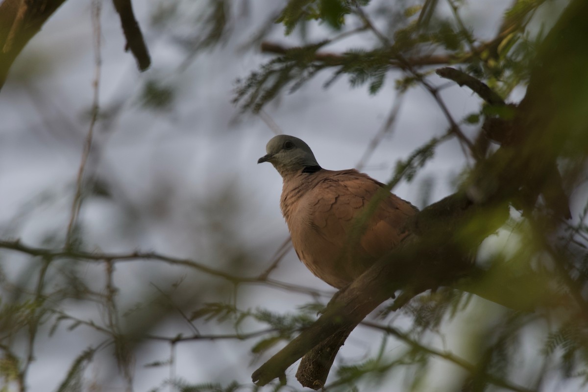 Red Collared-Dove - ML616713718
